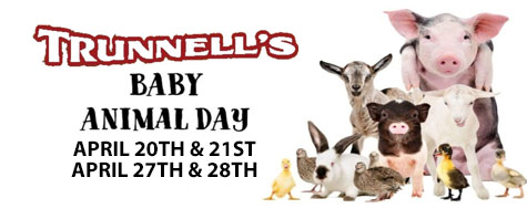 Baby Farm Animal Days Event at Trunnell's Utica Market - Utica, KY