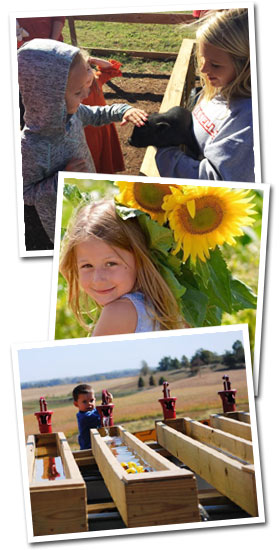Sunflower Harvest Tour at Trunnell's Farm