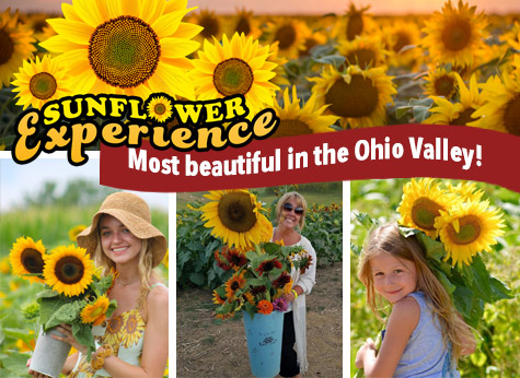 Sunflower Experience at Trunnell's Utica Market - Utica, KY